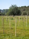 living - 23,114m² plot for sale in San Antonio, Balearic Islands - gallery thumbnail - 3
