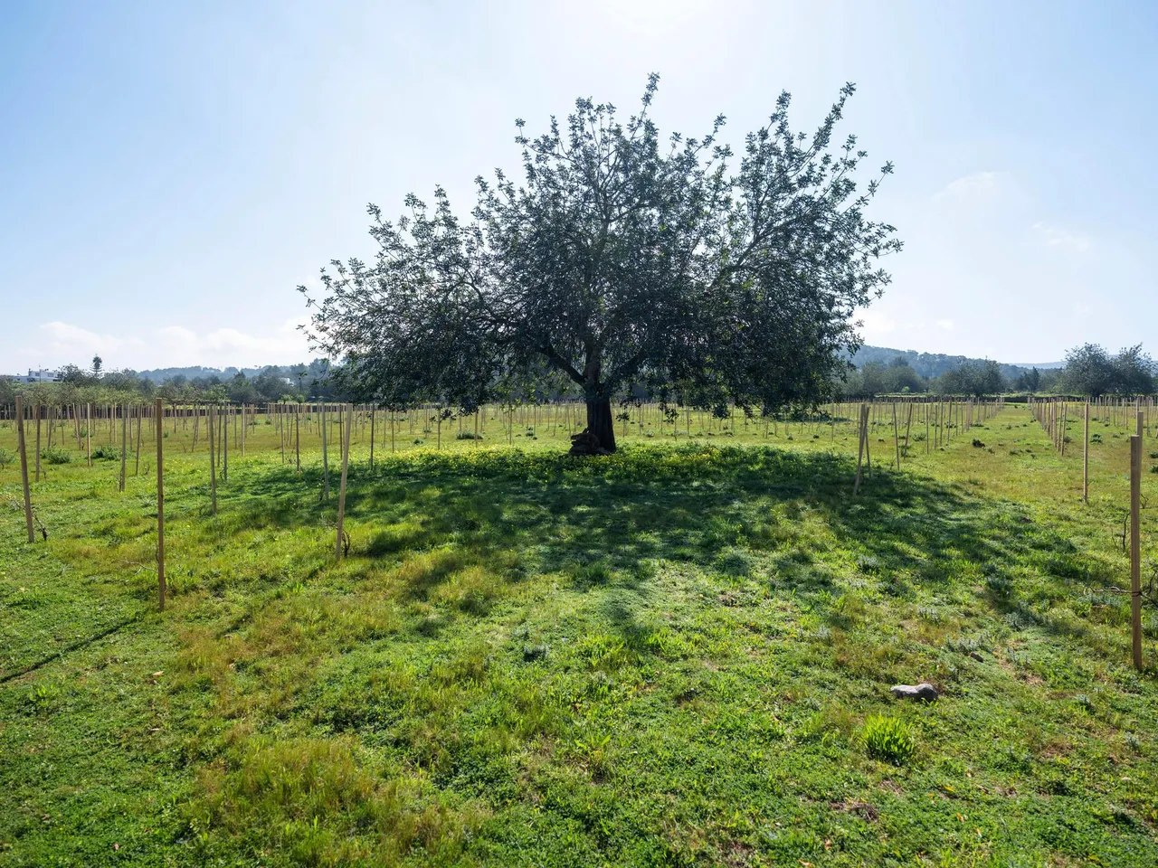 living - 23,114m² plot for sale in San Antonio, Balearic Islands - gallery - 6