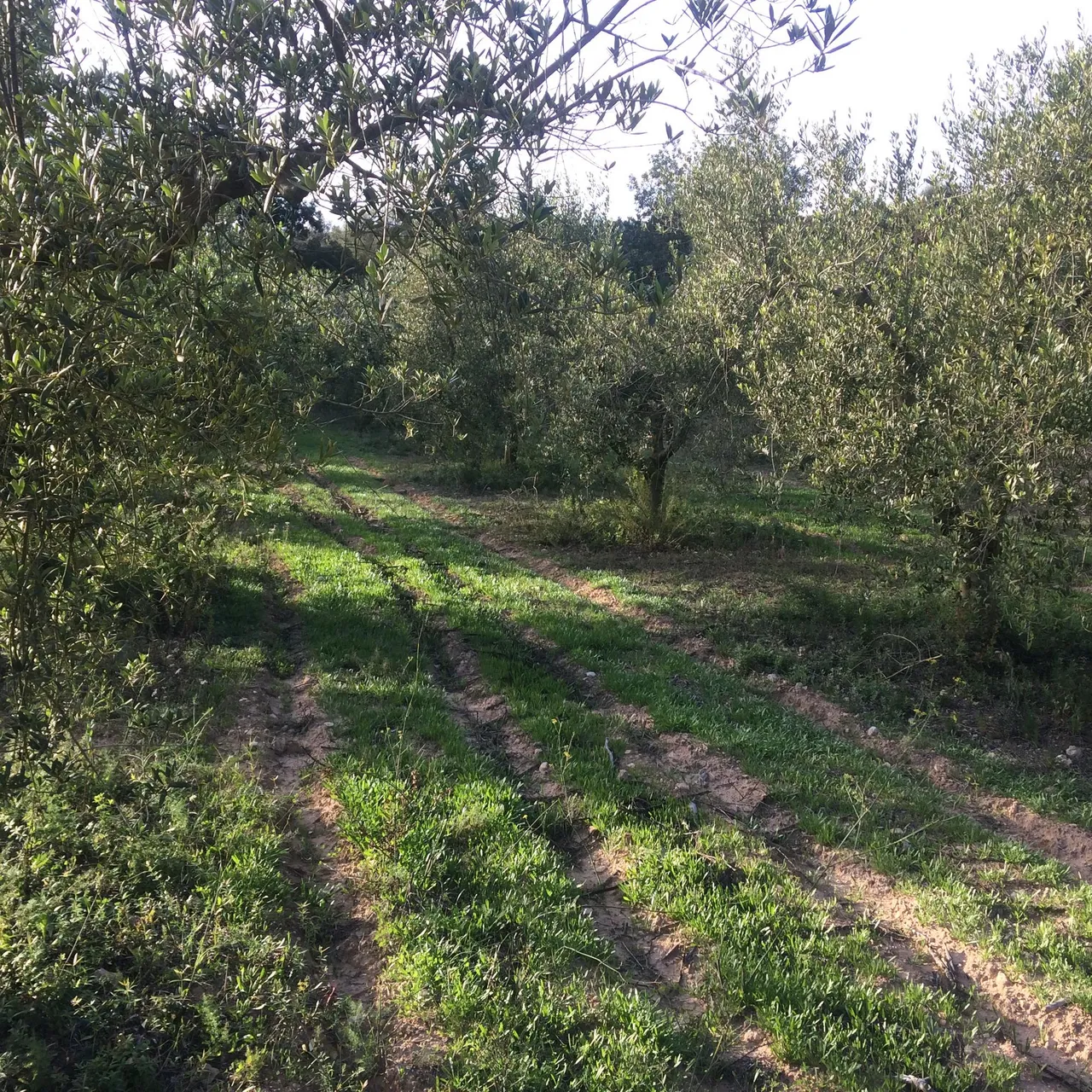 living - Masía de 590 m² en venta en Penedès, Sitges - gallery - 8