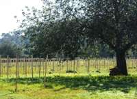 living - 23,114m² plot for sale in San Antonio, Balearic Islands - gallery thumbnail - 1