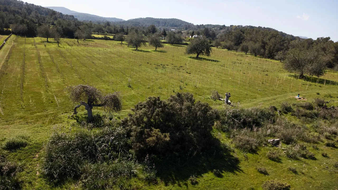 living - Parcela de 23,114m² en venta en San Antonio, Islas Baleares - gallery - 10