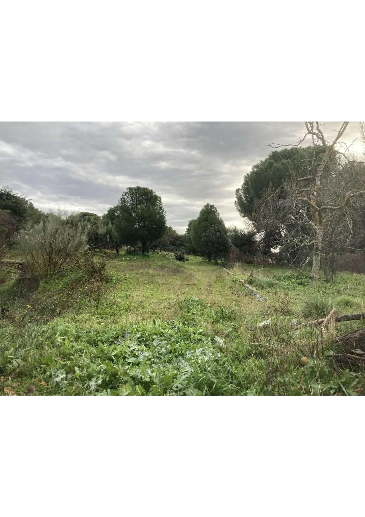 living - Parcela de 4,080m² en venta en Majadahonda, Madrid - gallery - 10