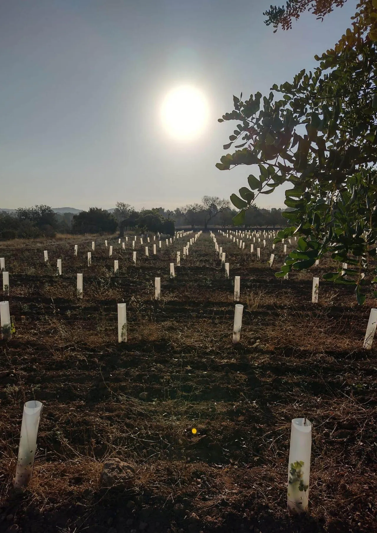 living - 23,114m² plot for sale in San Antonio, Balearic Islands - gallery - 4
