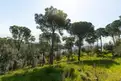 living - Casa / villa de 442m² en venta en Sant Andreu de Llavaneres - gallery thumbnail - 4