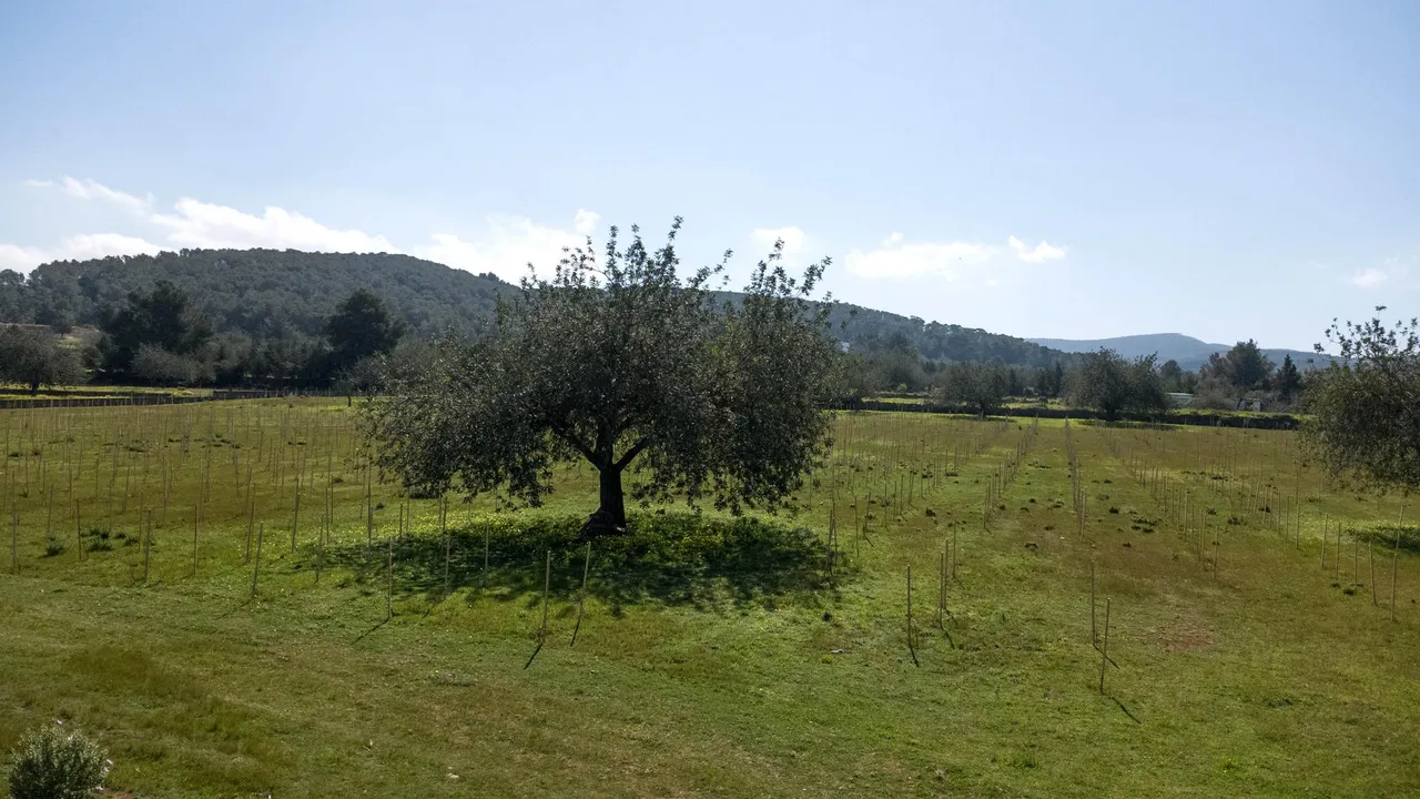 living - 23,114m² plot for sale in San Antonio, Balearic Islands - gallery - 9