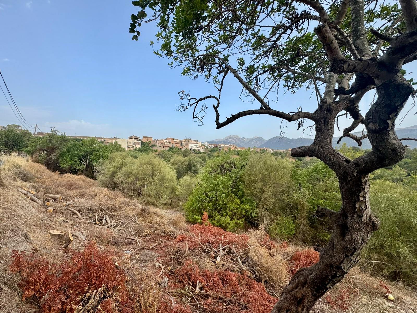 living - 997m² plot with 997m² garden for sale in Campanet - gallery thumbnail - 8